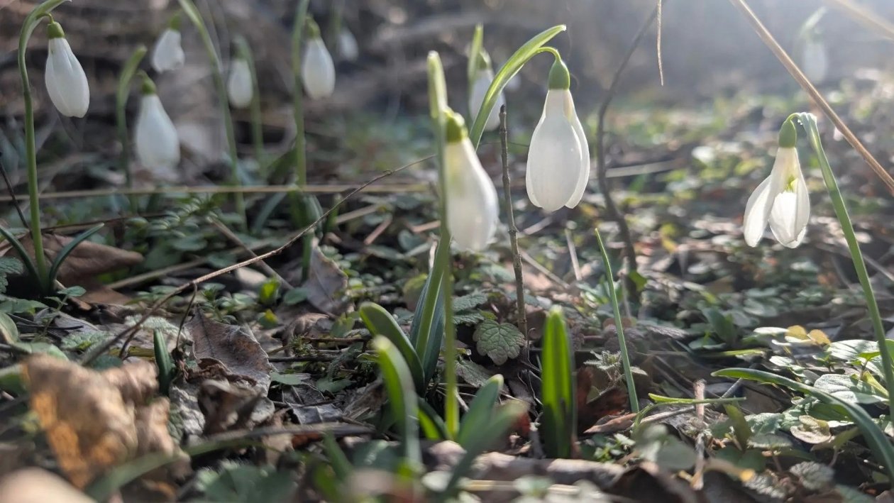 Первые цветы распустились в лесах Севприроднадзор