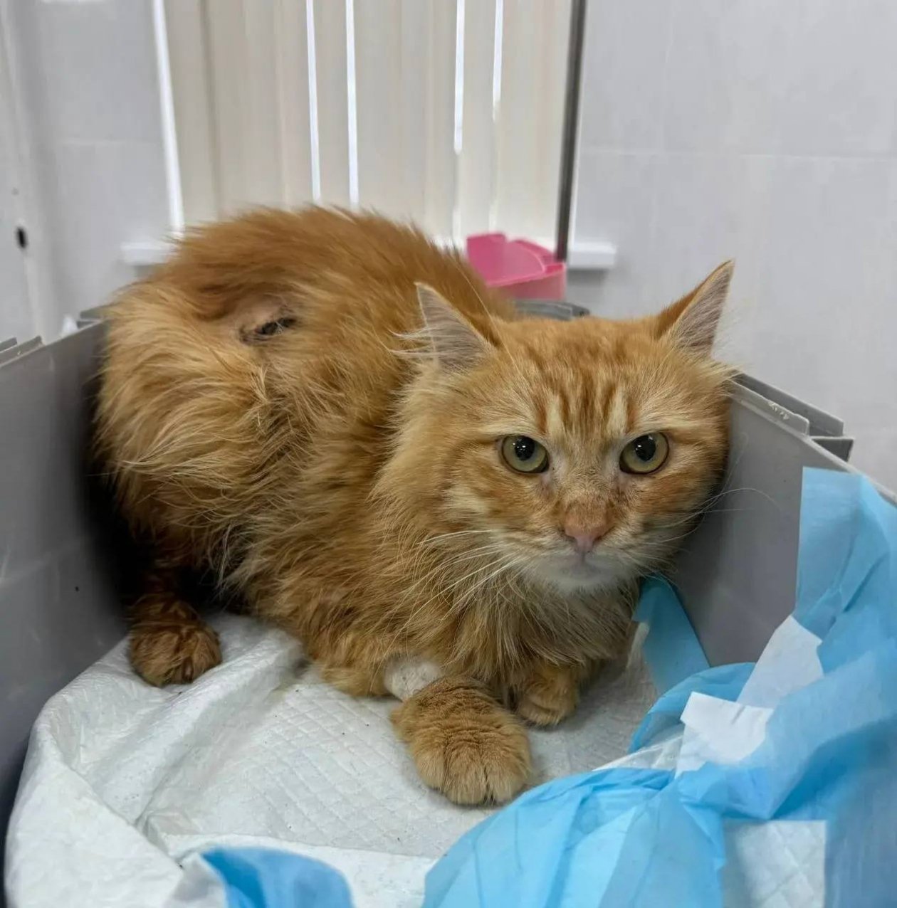 Госветслужба Севастополя