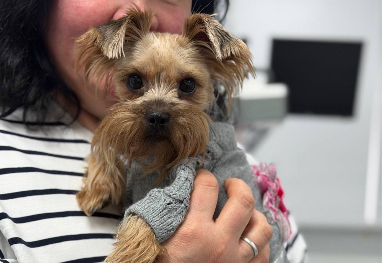 В основном были плановые осмотры Госветслужба Севастополя