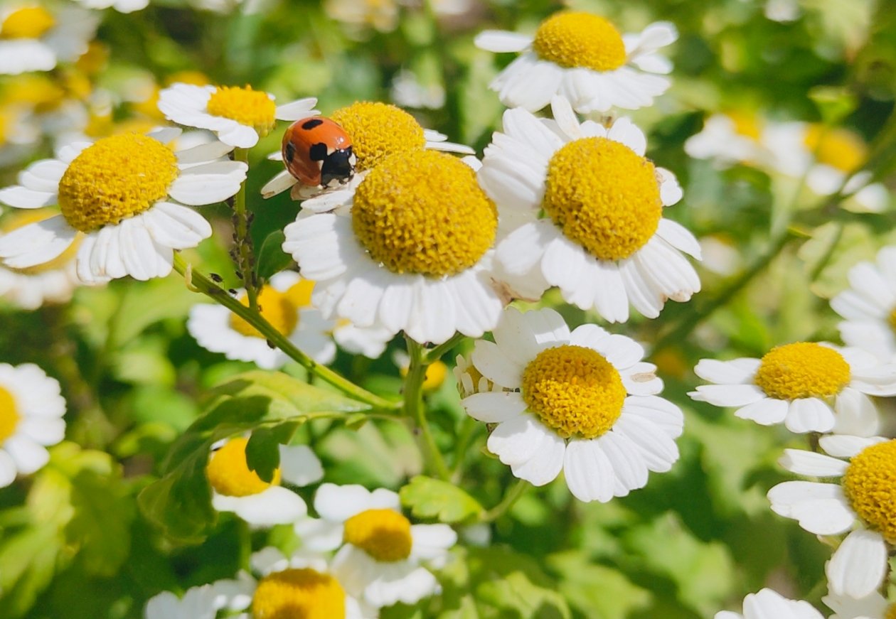 Цветок Автора