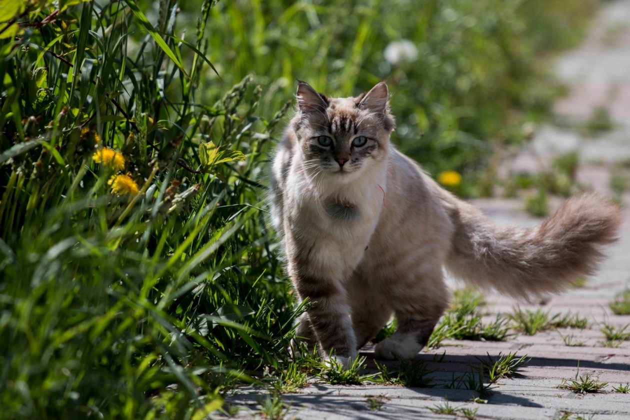 Магия загривка - почему обычный зажим превращает свирепого кота в послушного котенка Денис Таушканов, ИА SakhalinMedia