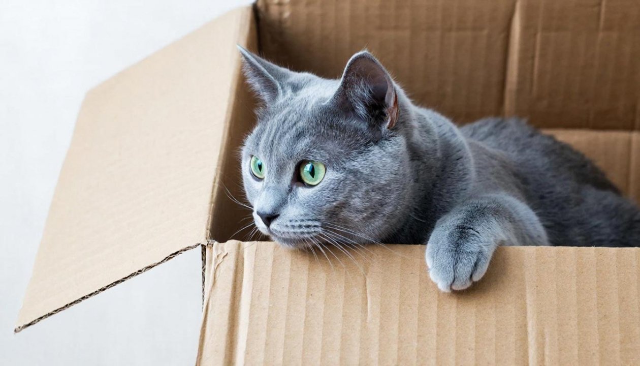 Почему коты обожают коробки: ученые раскрыли секрет странной привычки ИИ Kandinsky (18+)
