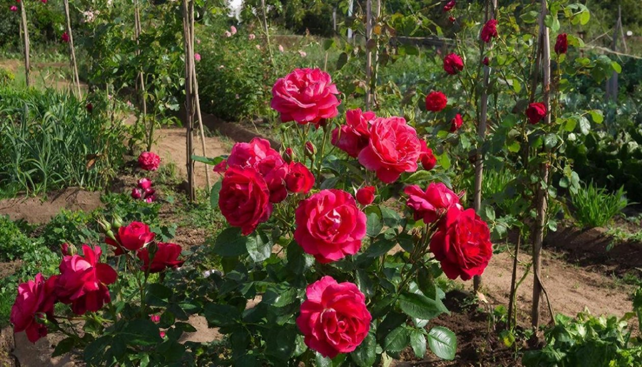 Изображение GigaChat (18+)