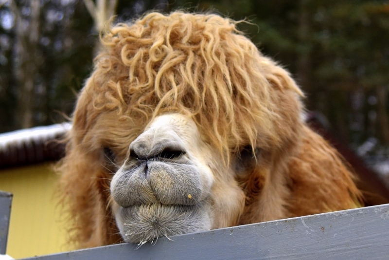 Юрий Гуршал, ИА SakhalinMedia