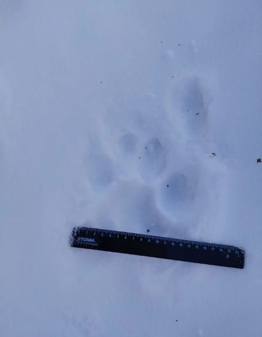 Охотоведы узнали по следам взрослого &quotкота&quot, который облюбовал территорию несколько лет назад управление по охране животного мира Амурской области