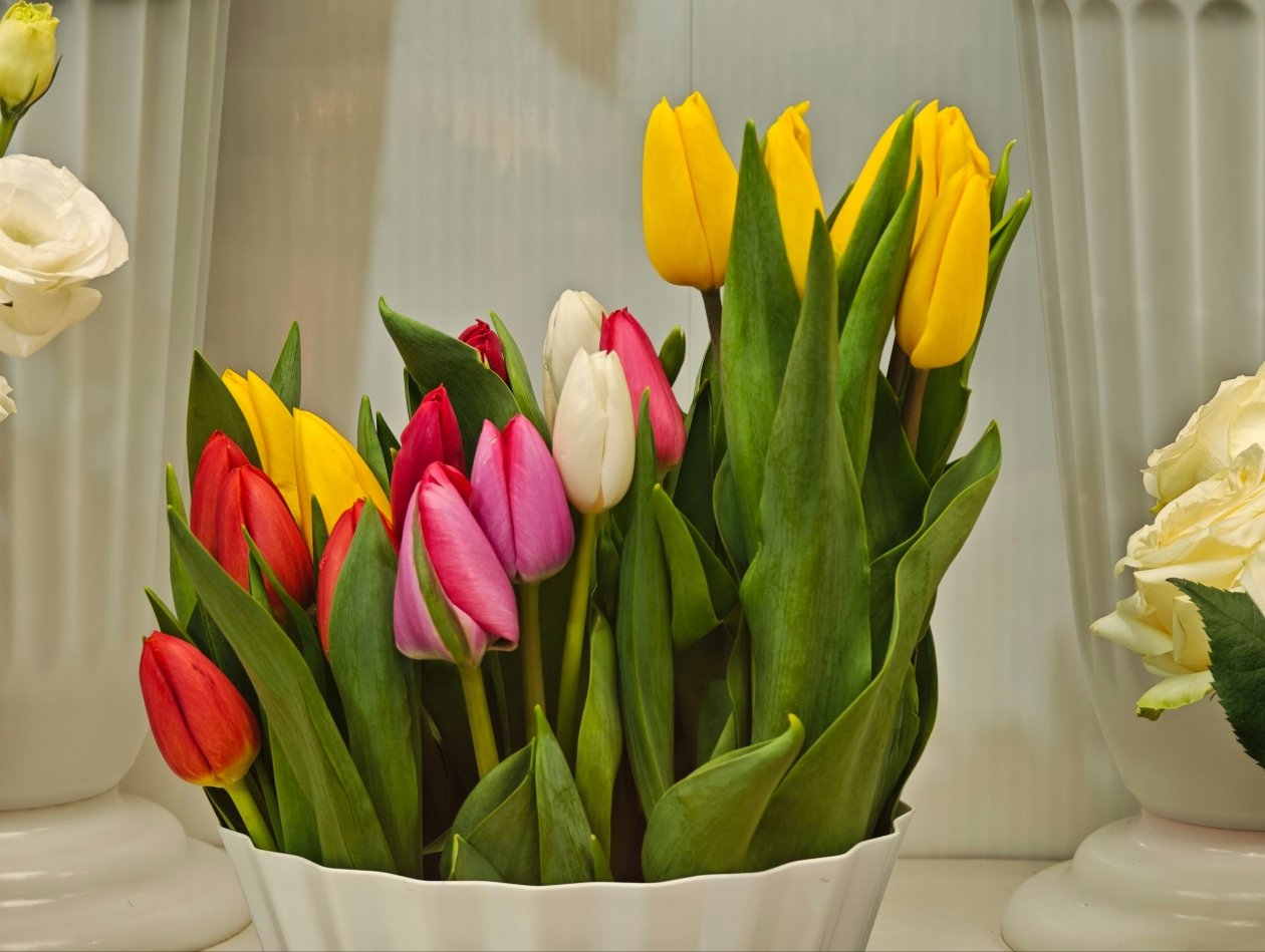 Тюльпаны Анастасия Вострецова, корр. ИА AngarskMedia