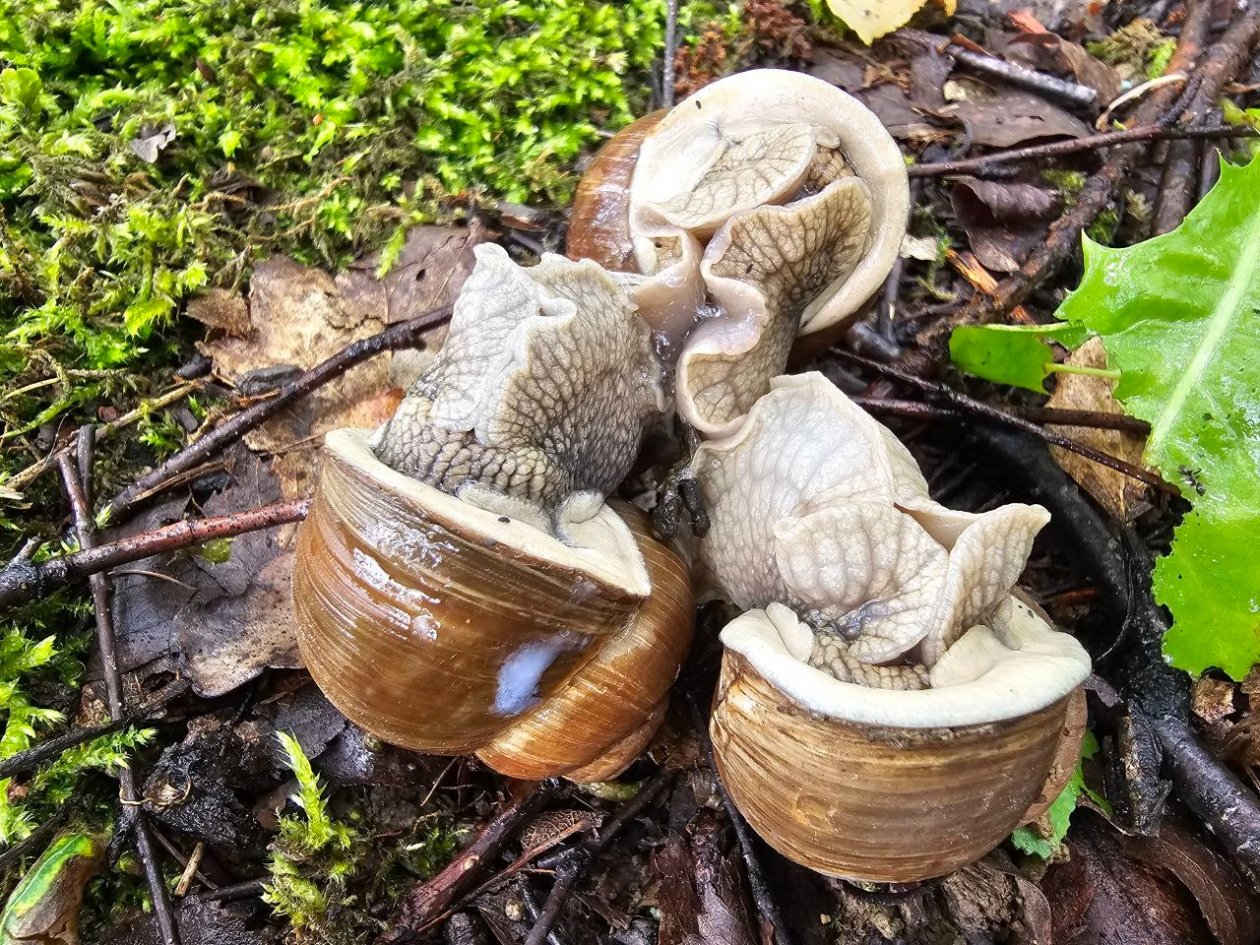 Угощаю слизней кошачьим кормом - и их как ветром сдуло: хитрая ловушка Фото автора