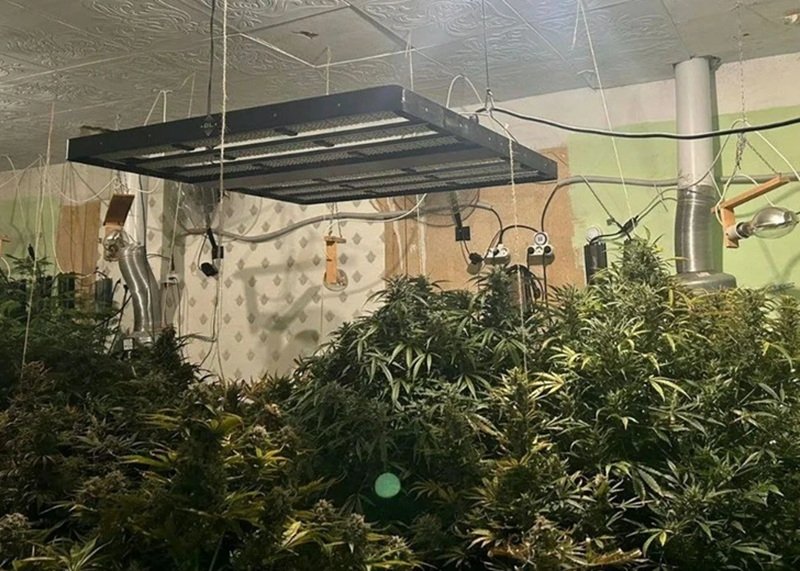 Подпольные плантации конопли в сети теплиц накрыли в четырех районах Кубани пресс-служба ГУ МВД России по Краснодарскому краю