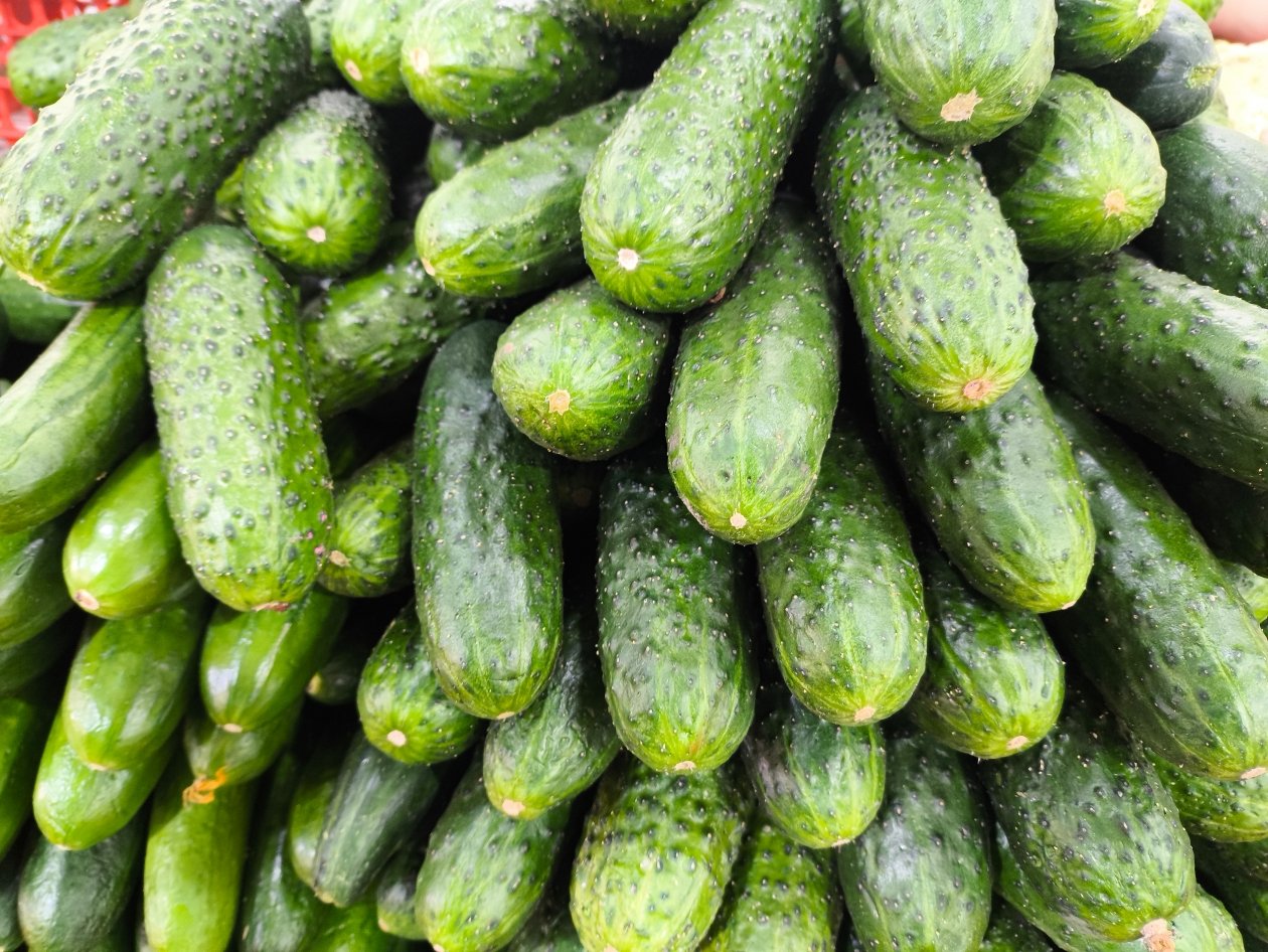 Сажаю эти огурцы каждый год - и получаю идеальный урожай: ровные, хрустящие и без горечи даже в жару ИА PrimaMedia