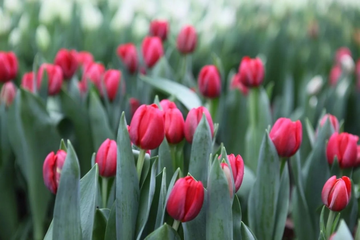 Тюльпаны мэрия Иркутска