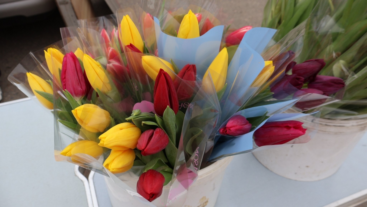 Тюльпаны в ассортименте Евгения Микушина, ИА UssurMedia