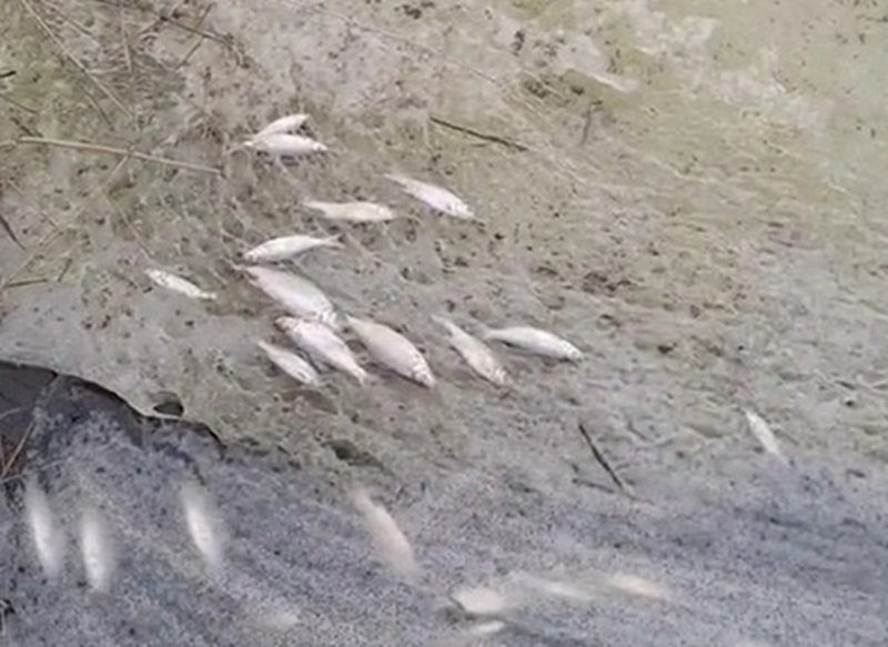 Названа причина массовой гибели рыбы в Ейском лимане на Кубани Скриншот видео t.me/rakurseisk