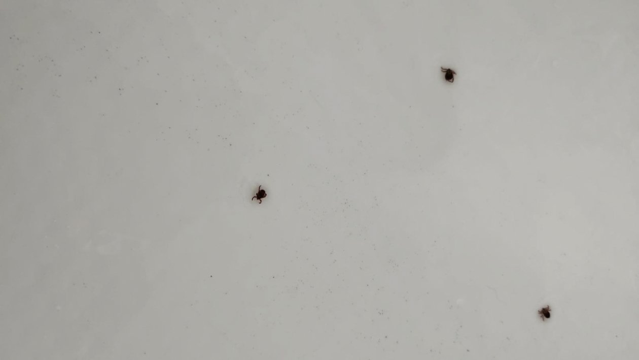 Клещи Автора