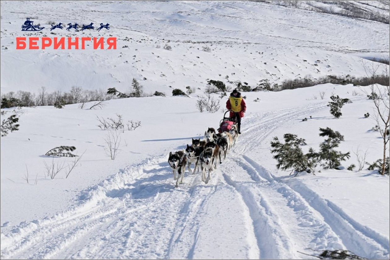 Берингия-2026 Оргкомитет гонки
