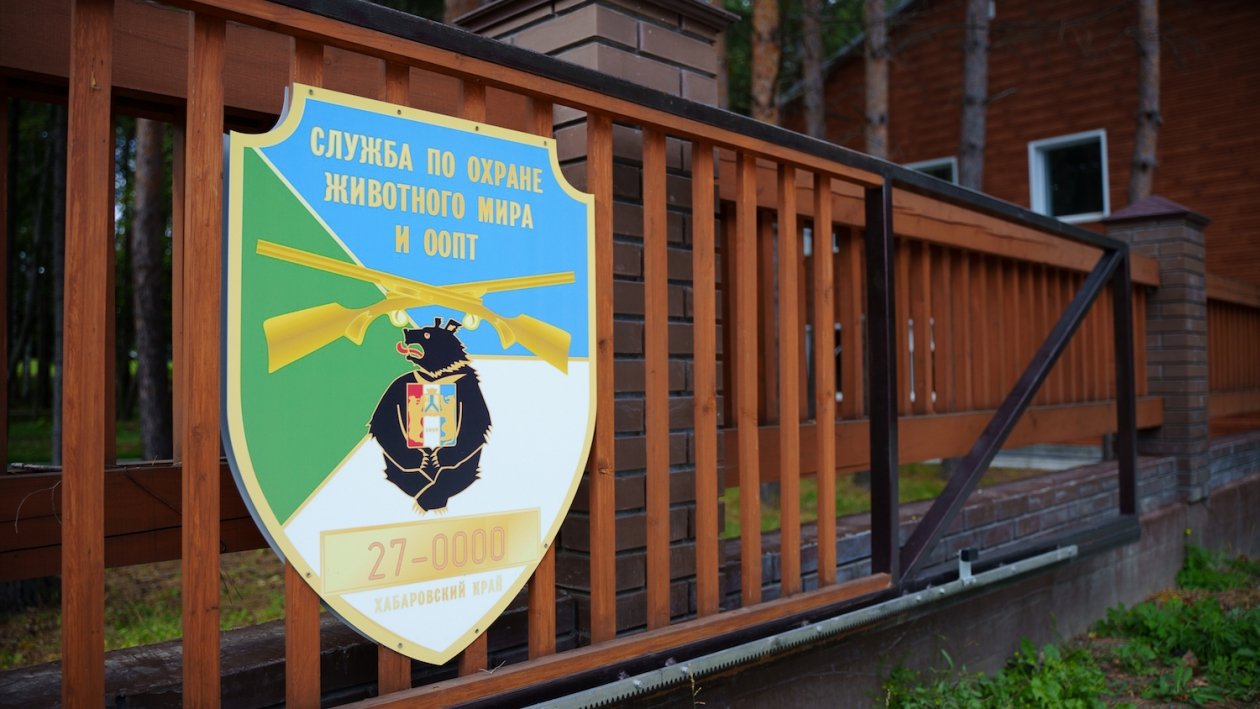 Тематическое фото Центр &quotАмурский тигр