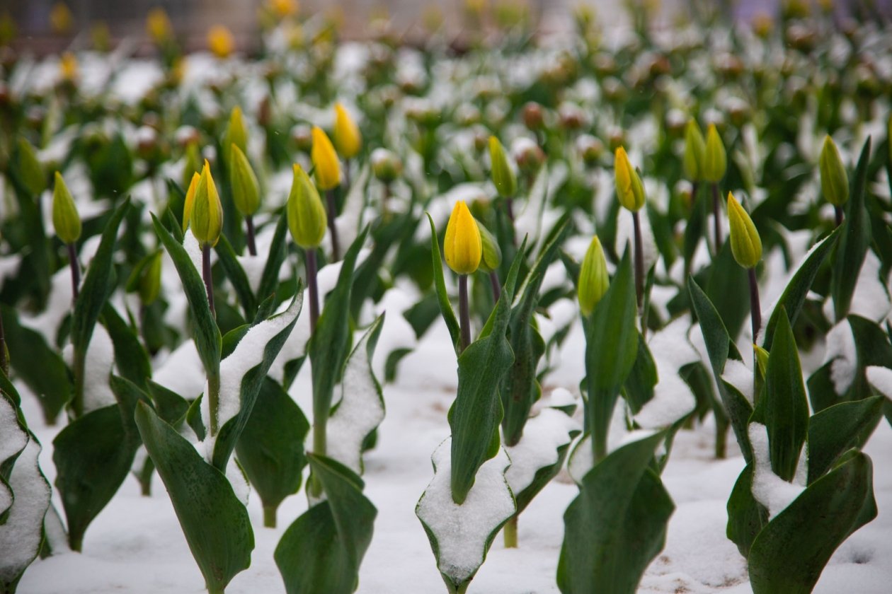 Снег растает: синоптик рассказал, когда в Россию придет настоящая весна Артём Хорошилов  , ИА Stavropol.Media