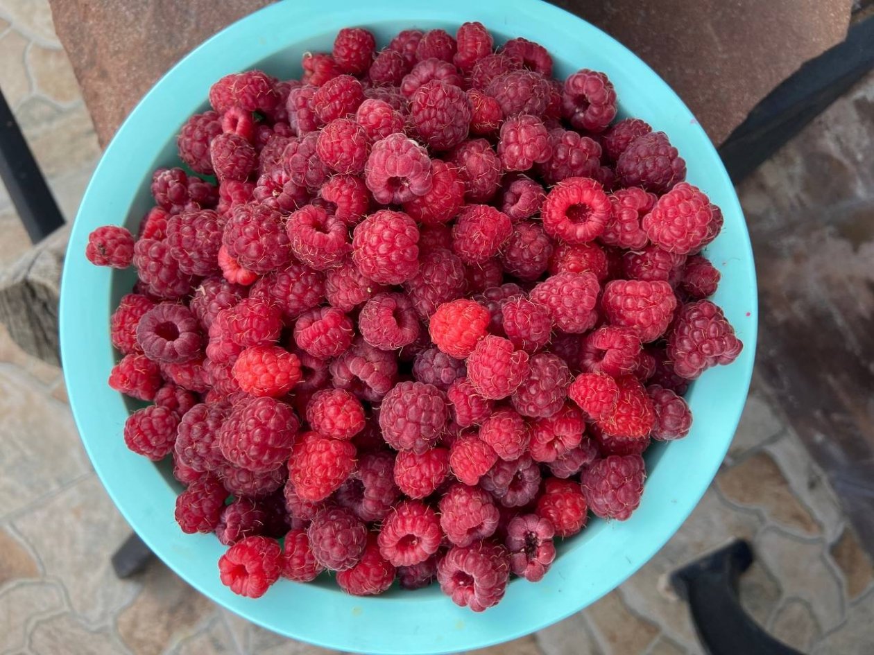 Сделайте это с малиной в марте: 1 обрезка по методу Соболевой - и ягод будет в 3 раза больше обычного ИА KrasnodarMedia