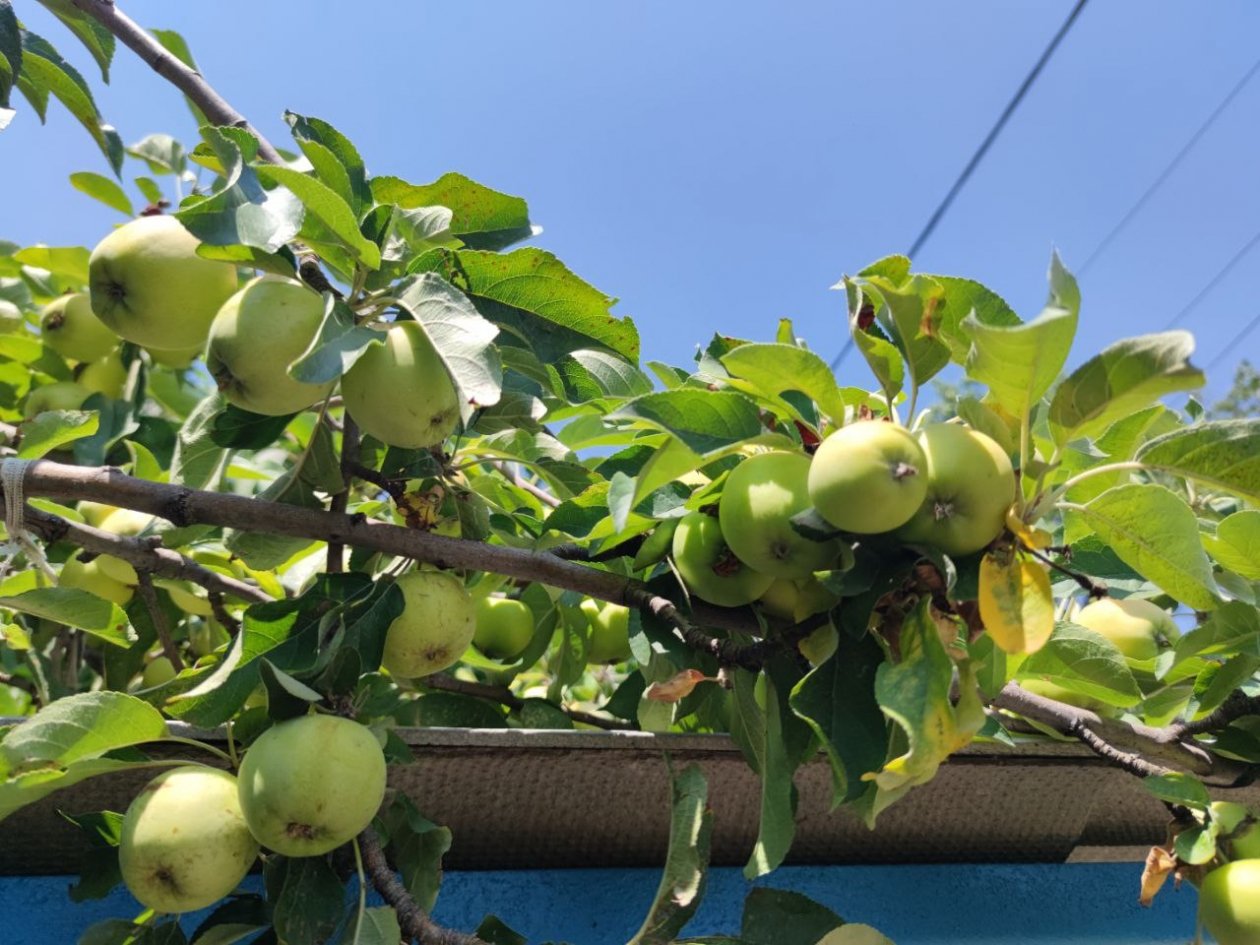 Влейте 5 литров под старую яблоню - и она помолодеет на глазах: плоды будут сочные и без единой червоточины ИА KrasnodarMedia