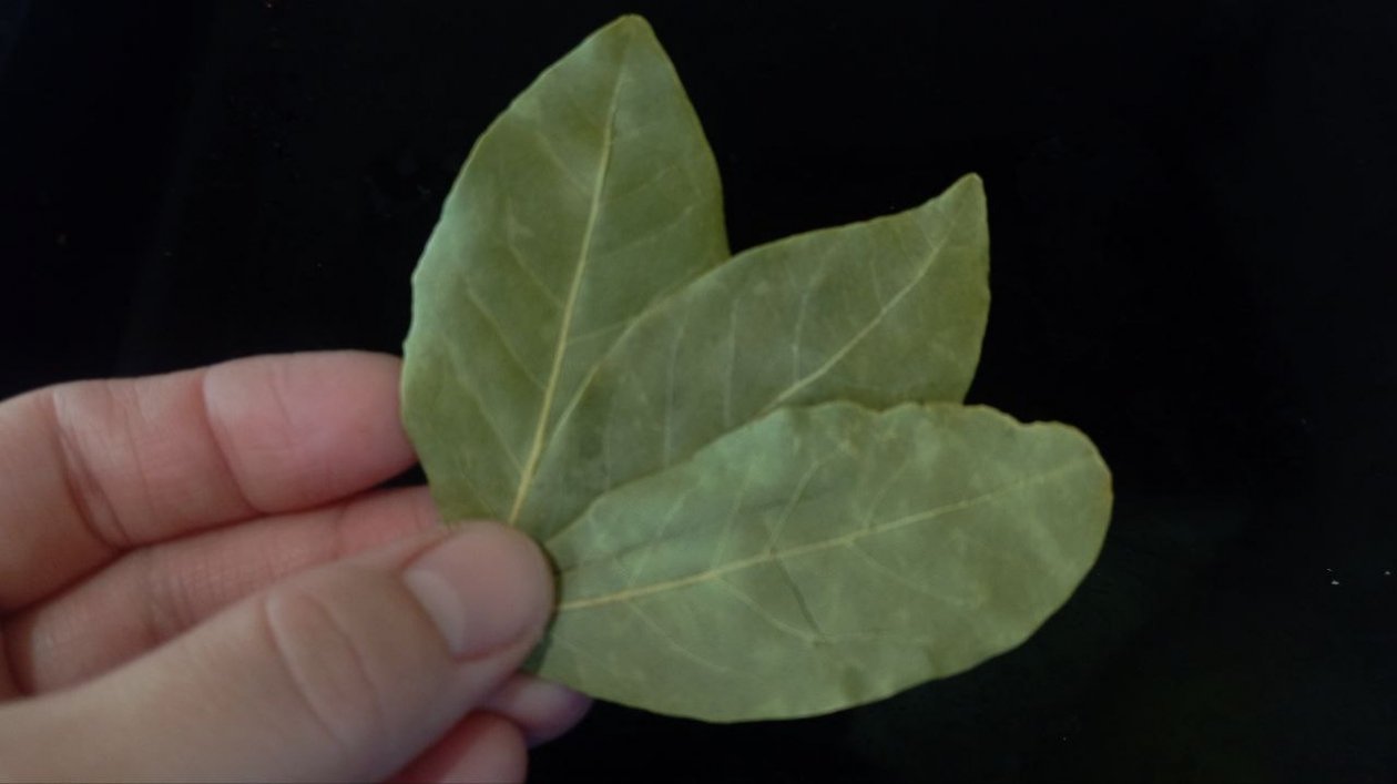 Посев рассады теперь всегда начинаю с лаврушки - и крепкие корни и сочные всходы гарантированы ИА SochiMedia