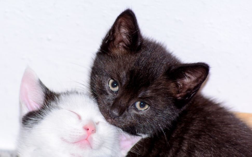 Тематическое фото pxhere.com