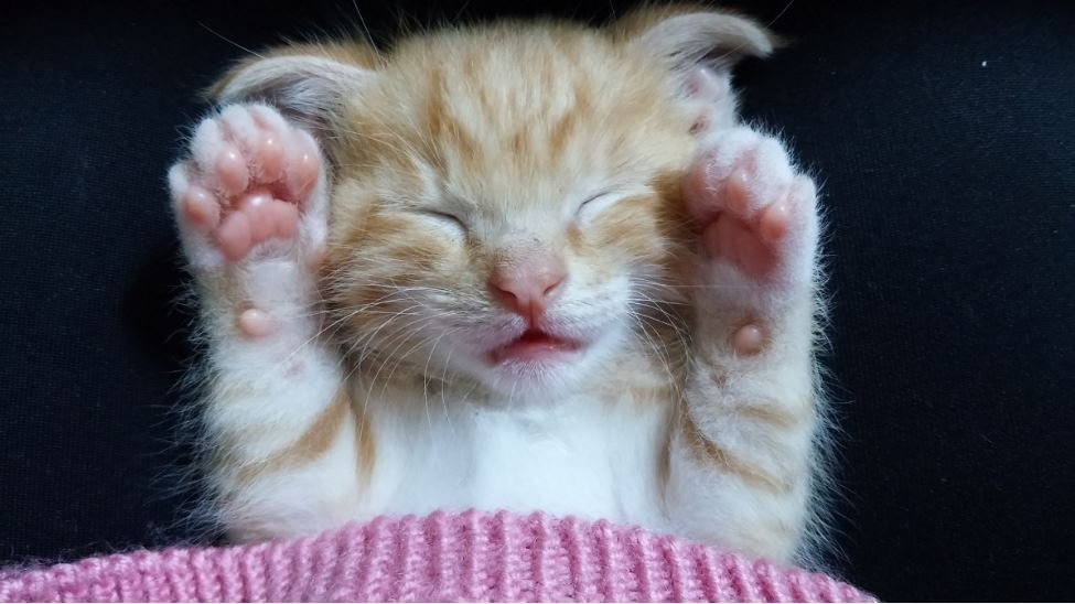 Тематическое фото pxhere.com