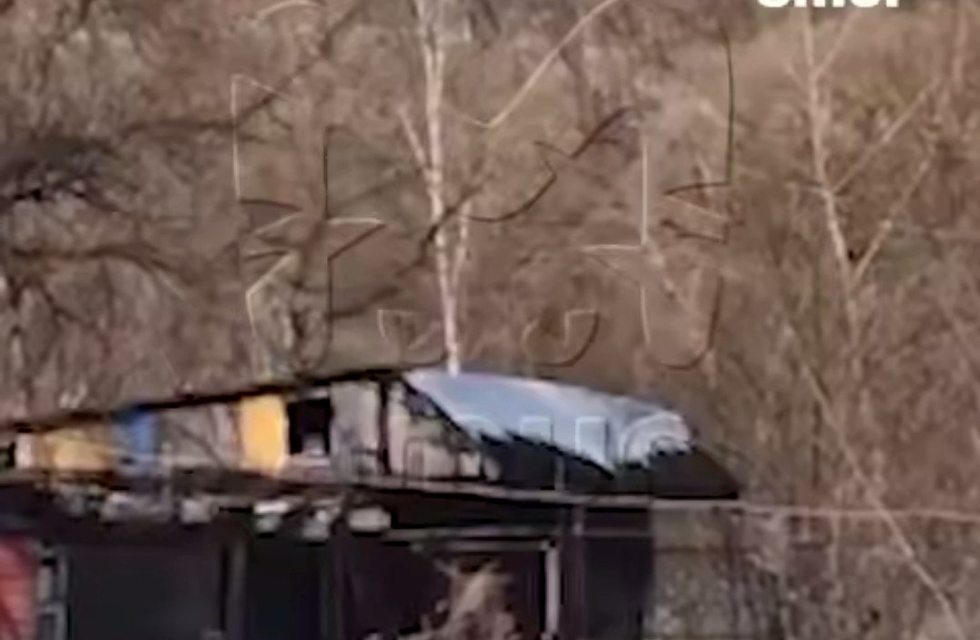 Тематическое фото Amur Mash