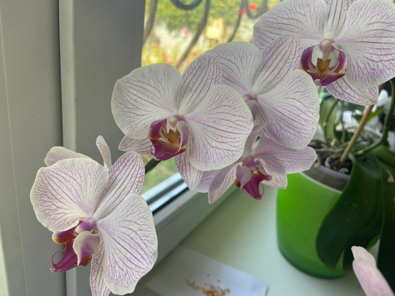 Не орхидея, а королева подоконника: поливаю три раза в 8 дней - шикарные бутоны ИА SevastopolMedia