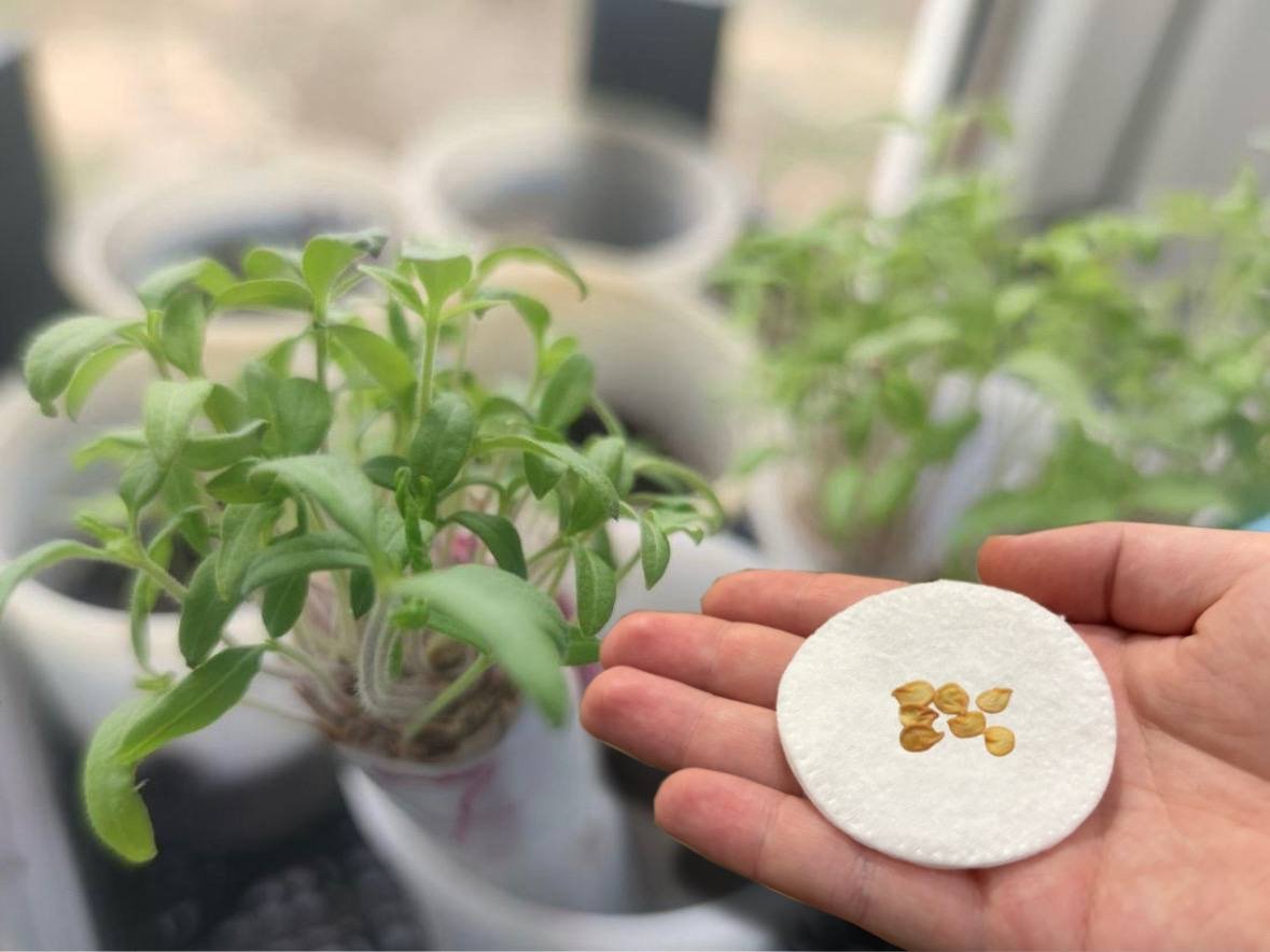 Реанимируем перец: 2 капли на ватный диск - мертвые семена оживают за 4 часа ИА KrasnodarMedia