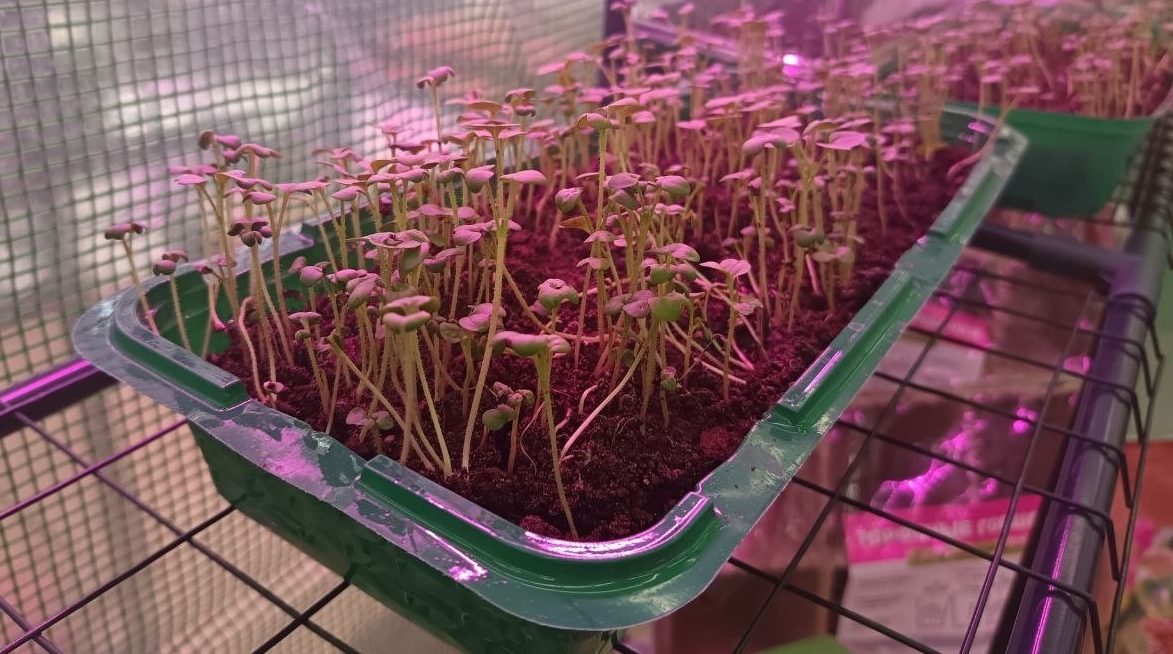 Только не в марте: 5 ошибок, которые совершают садоводы ранней весной и остаются без урожая ИА StavropolMedia