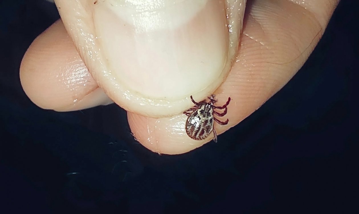 Клещ Автора