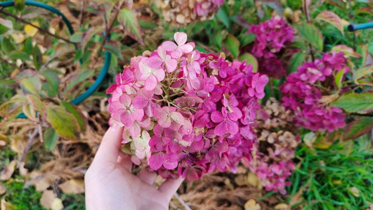 Гортензия Автора