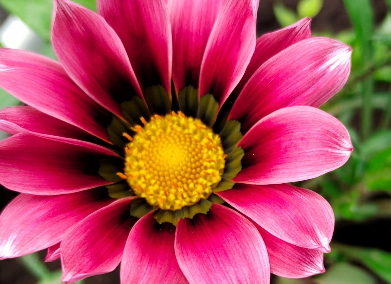 Цветок Автора