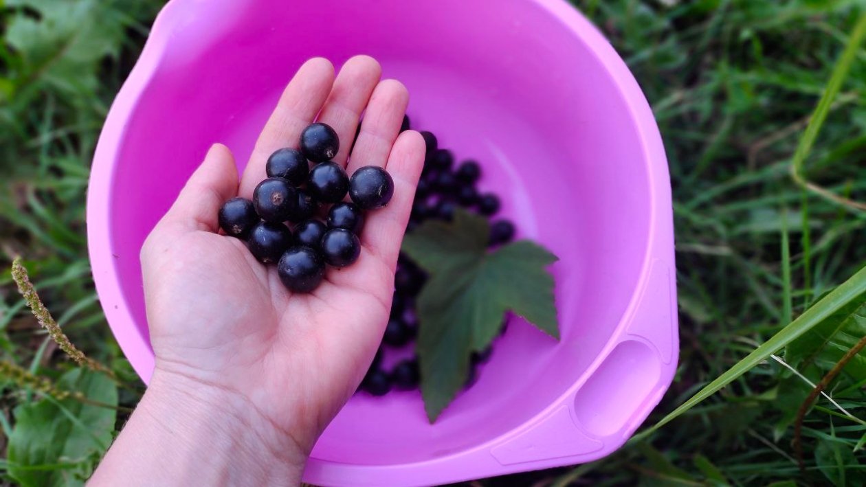 Весной 1 стакан под куст — и смородина вырастет крупной и сладкой, как виноград Автора