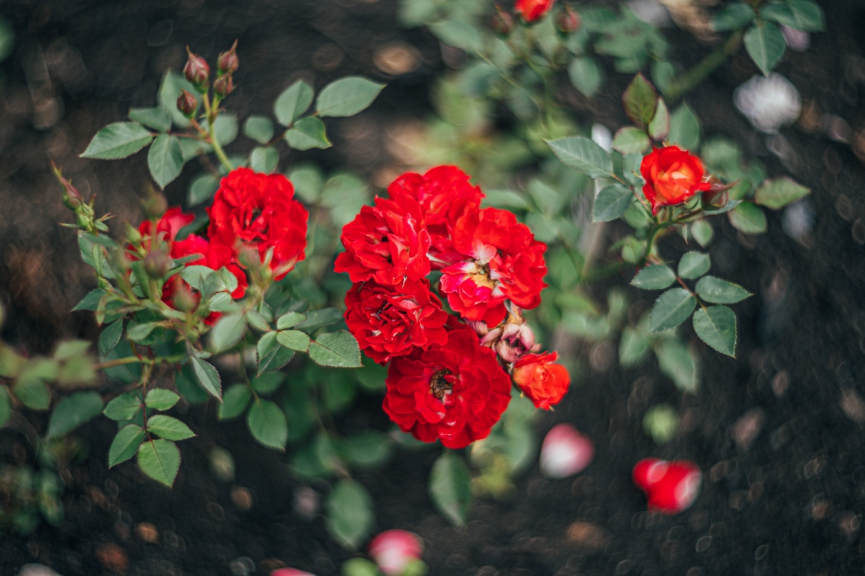 розы, весна, лето , погода, прогноз погоды , ботанический сад Мария Смитюк, ИА PrimaMedia