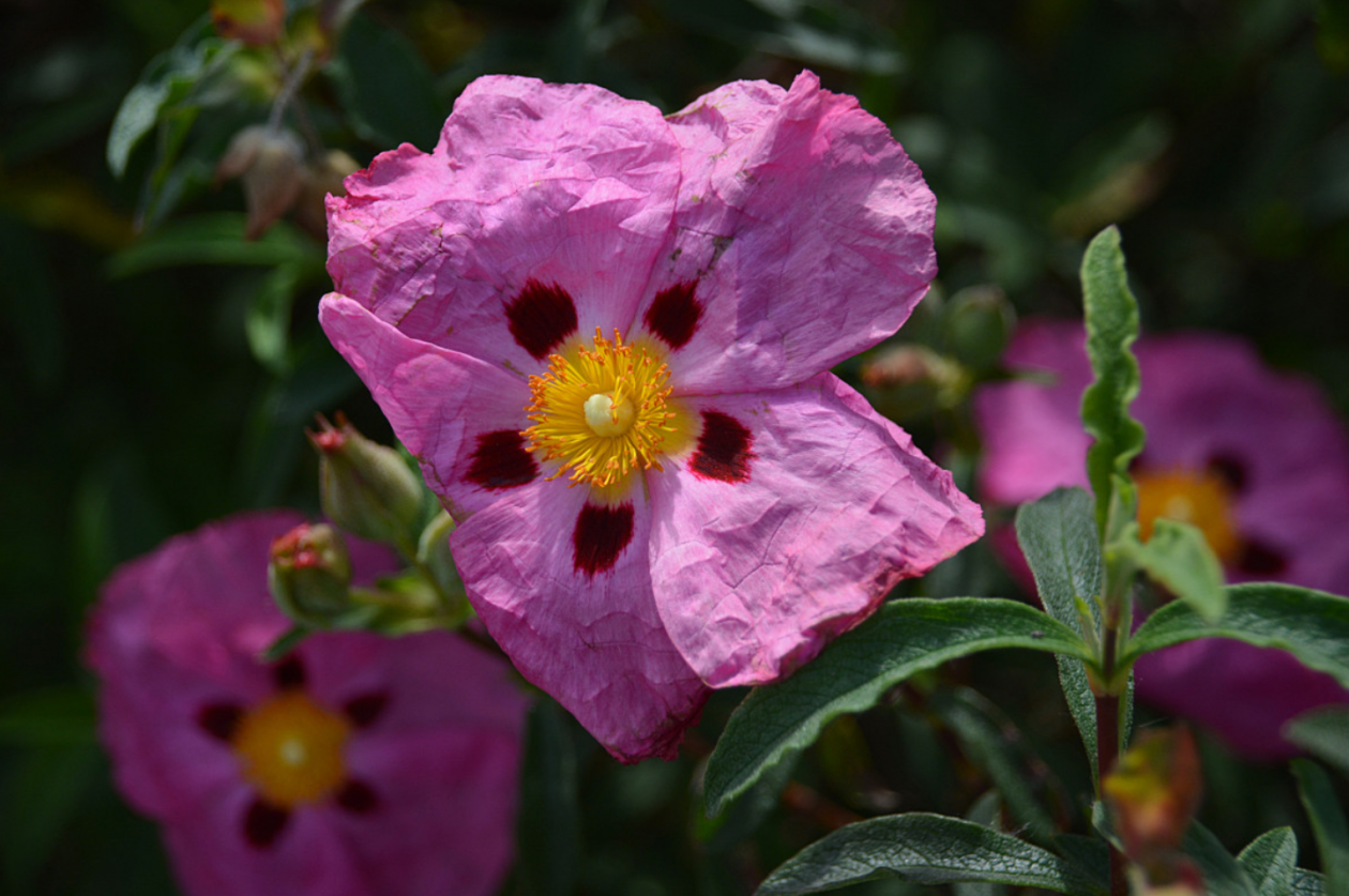 Тематическое фото Сайт pxhere.com