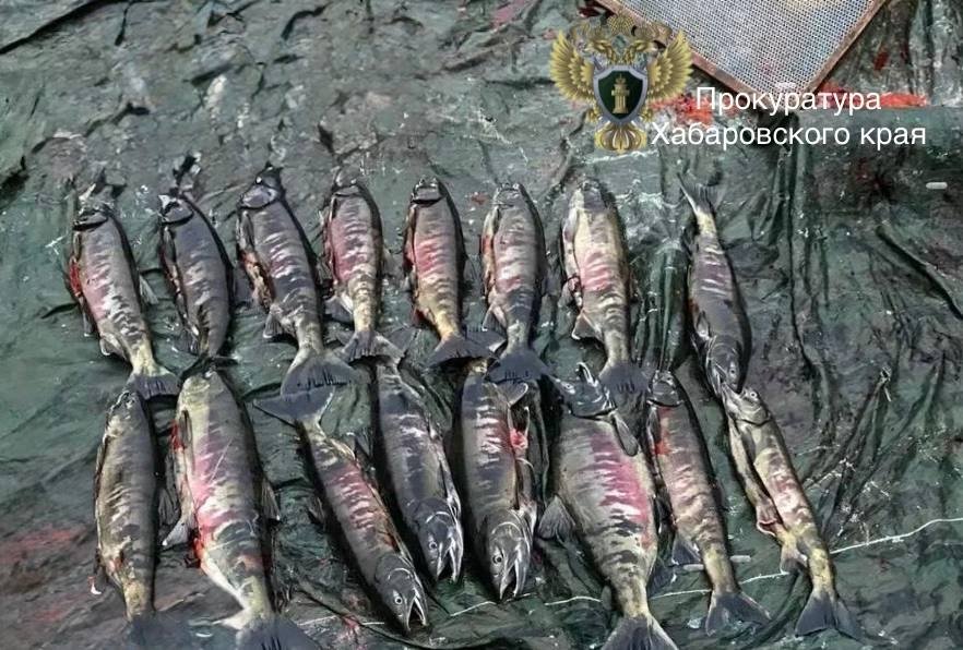 Браконьеры в Хабаровском крае предстанут перед судом за незаконный вылов кеты Прокуратура Хабаровского края