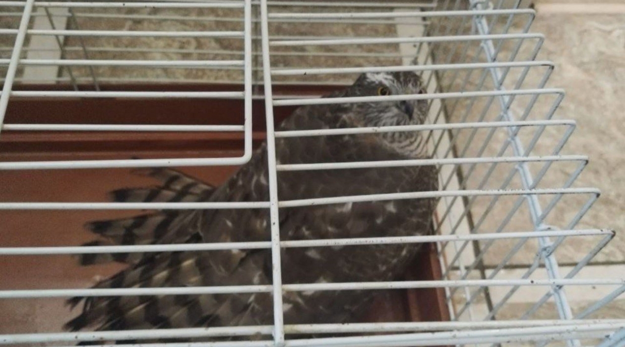 Ястреб-перепелятник пресс-служба Минлесохоты