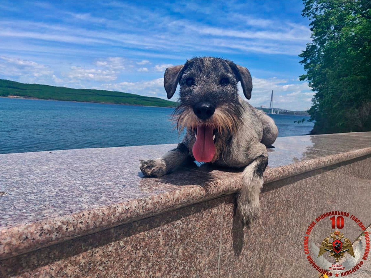 Росгвардия