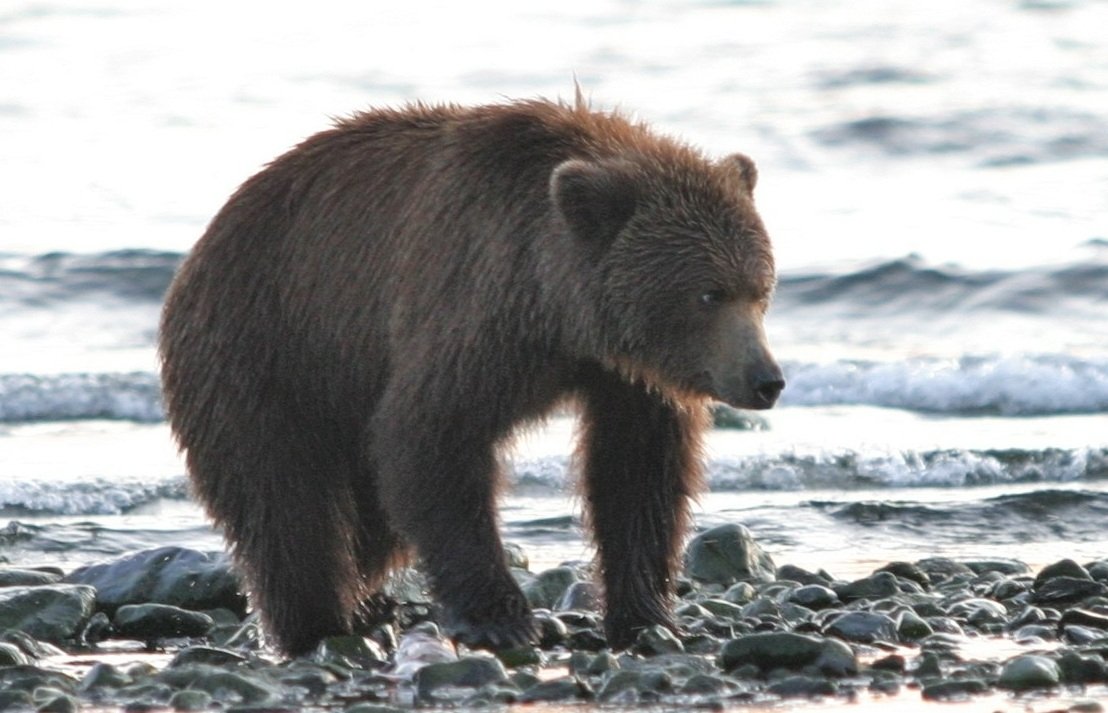 В Сочи проснувшийся медведь устроил погоню за туристом Игорь Чёрный