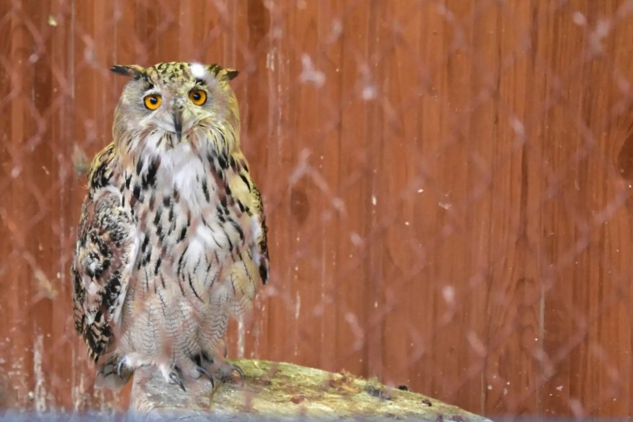 Зоопарк закрыт Администрация ЕМР