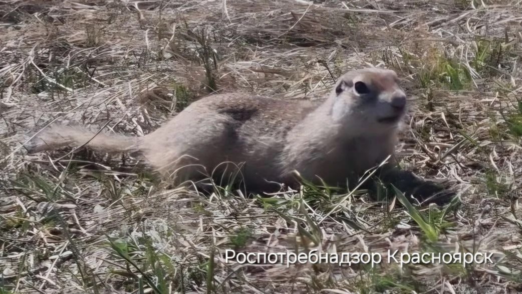 . пресс-служба управления Роспотребнадзора по Красноярскому краю