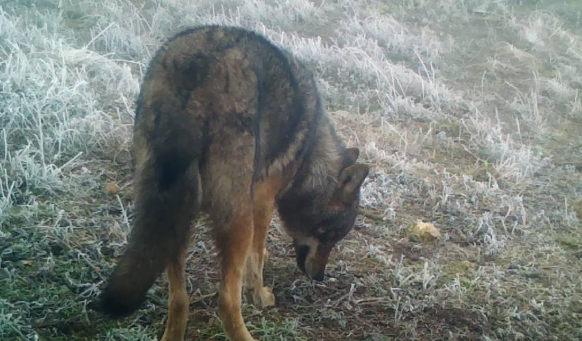Волков в Крыму немного, но они есть ФГБУ &quotЗаповедный Крым&quot