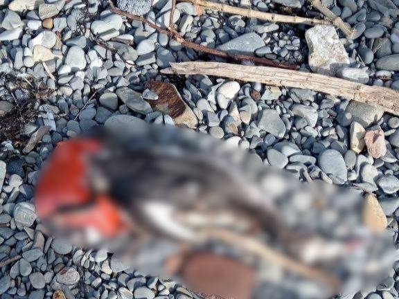 Блогер бьет тревогу из-за трупов погибших птиц на пляжах Анапы t.me/MoreOz