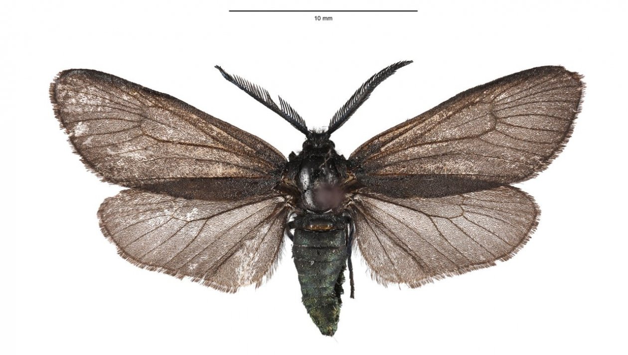 Бабочку идентифицировал крымский ученый КФУ им. Вернадского