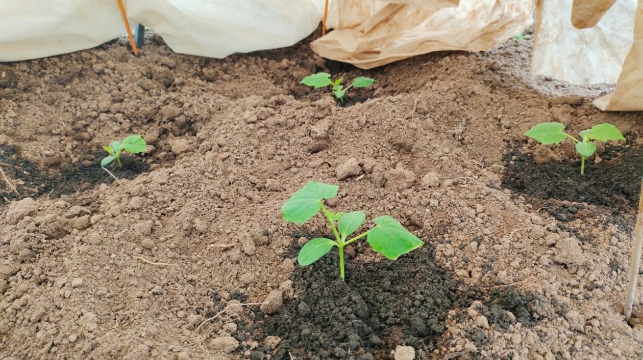 Огурцы Автора