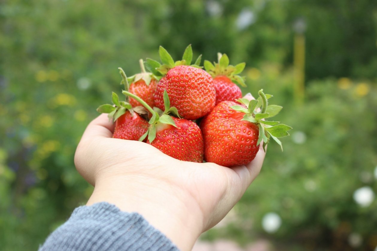 ТОП-5 сортов клубники: по 2 кг с куста и слаще конфет. Плодоносят 7 лет без пересадки Mahnoosh Farzan/unsplash