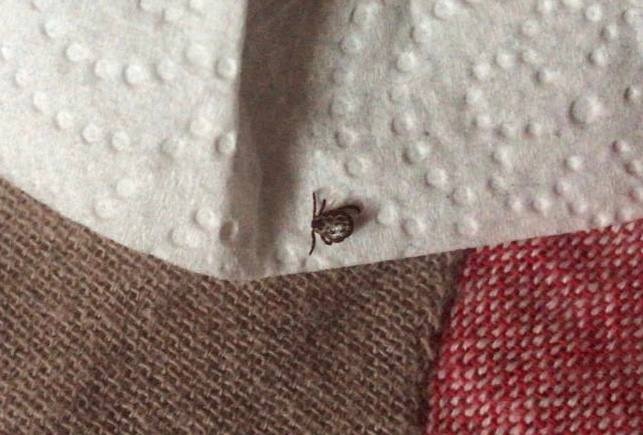 Сразу два укуса проснувшихся клещей зафиксировали за неделю на Ставрополье ИА Stavropol.Media