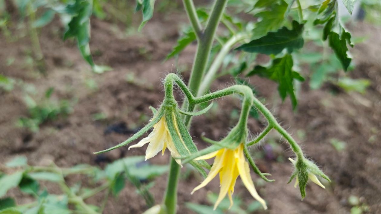 Томаты Автора