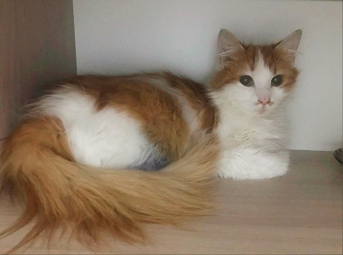 Ромашка Из архива Е. Воиновой