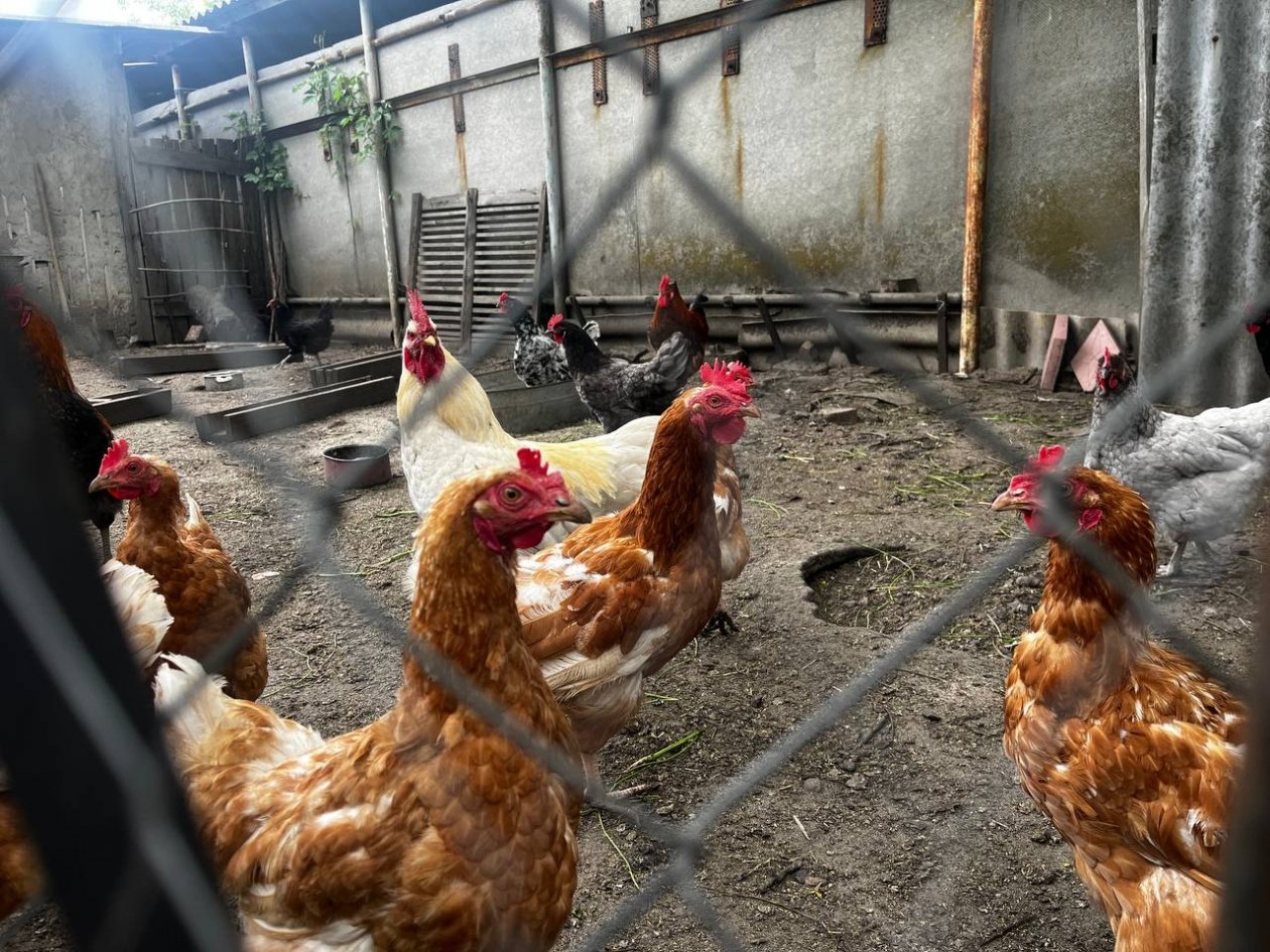 Птица ИА Stavropol.Media